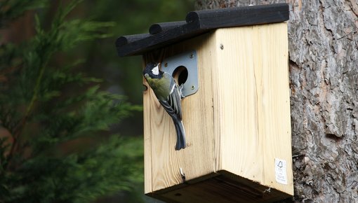 Koolmees bij nestkast